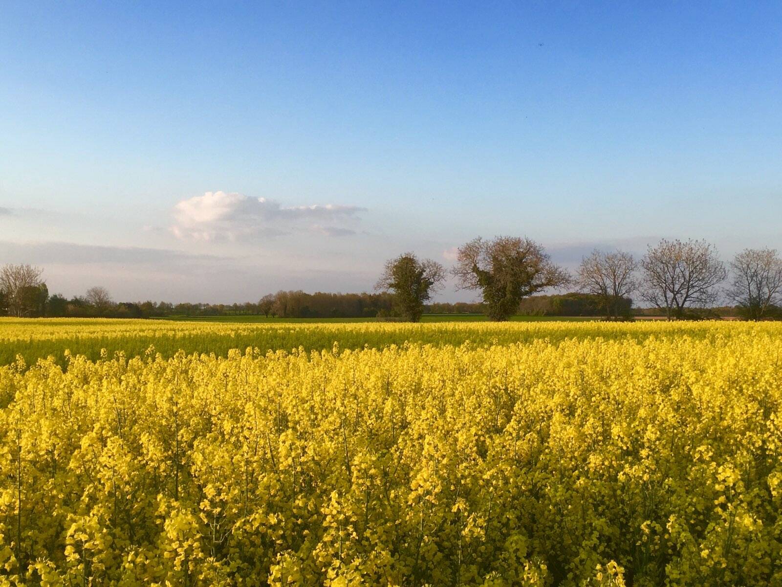 Paysage de campagne au sud du département de la Vienne en région Nouvelle Aquitaine